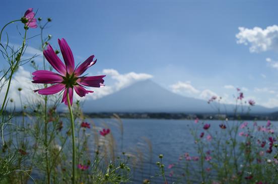コスモスと富士山だ.JPG